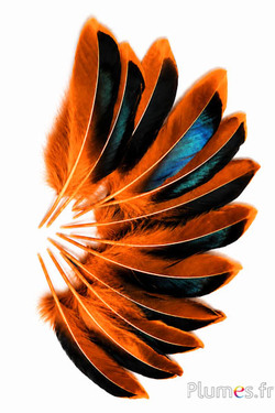 Anatra - 8-10 cm - arancioni